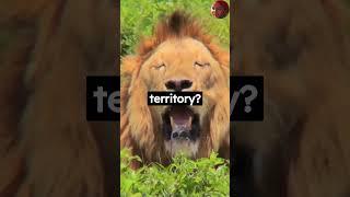 Amazing and Weird Facts About #Lions. #shorts