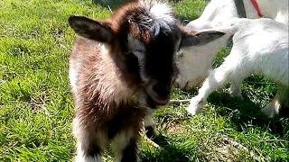 Козы и козлята.  Не ждали Подарок от Сони. Goats. Giving birth.