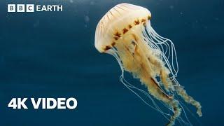 Exploring the North Atlantic  4K UHD  North Atlantic The Dark Ocean  BBC Earth