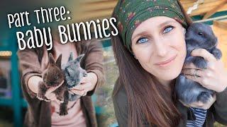 PART 3 Raising baby rabbits - feeding weaning & rebreeding the doe