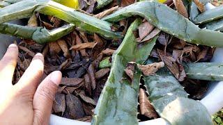 The best way to save aloe vera plants left outside in winter