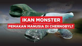 MENYELIDIKI KEBENARAN IKAN MONSTER DI RADIASI NUKLIR CHERNOBYL