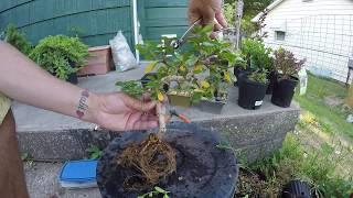 walmart clearanced fukien tea bonsai tree repotting pruning and styling