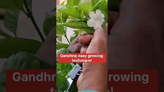 Gandhraj easy growing #shorts#yt#ytvideo shorts#aapka technical gardener