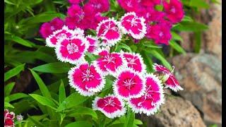 Growing Dianthus Flower  Dianthus Plant Care  How to Grow Dianthus Plant in Pots