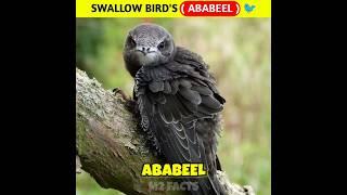 Interesting Facts Of An Ababeel  Swallow Bird   #ababeel #swallowbird  #youtubeshorts #shorts