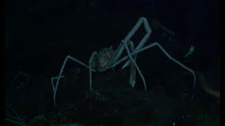 Creepy deep sea giant spider crab