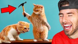 Worlds FUNNIEST Animals Cats + Dogs
