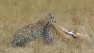 Amazing Leopard Hunting Gazelle - Leopard Attack Gazelle Real Fight  -  Animal Attacks