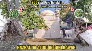 900 Saal Purana Anokha Darakht  Hazrat Jalaluddin Ganje Rawan Dargah Karamat