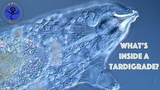 What is inside a Tardigrade? Water Bear Anatomy