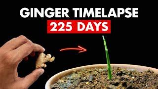 Growing GINGER 🫚 Store Bought - 225 Days Time Lapse