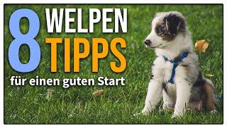 Welpe zieht ein - 8 EINFACHE Tipps für den perfekten Start So beginnt eure Zukunft richtig