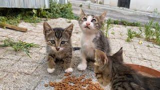 Hungry Mother Cat and Kittens living on the street. Kittens are so beautiful.