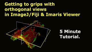 Using Orthogonal Views in ImageJFiji & Imaris