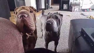 Shar Pei Compilation