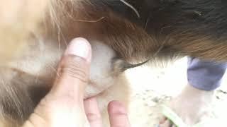  p*nis swelling in dog  Dog block urinary track 