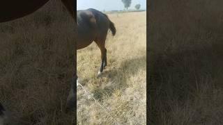 #viralvideo#dounkeyvideo #wildlifeanimals #Wildanimals#dounkeymating#horsesbreeding#trendingreels