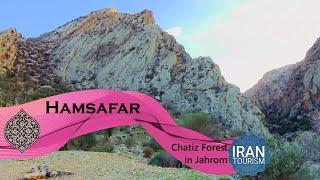 Chatiz  Forest JahromFars  جنگل های چاتیز، جهرم، فارس