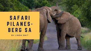 Wildlife safari Pilanesberg South Africa. Meeting the giants rhinos elephants Day1-Part2