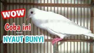 Suara BURUNG PUTER albino merangsang burung puter bunyi