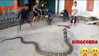Terrible the worlds largest and most venomous snake - king cobra  peoples obsession