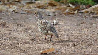 Grey Francolin Francolinus pondicerianus   in dubai Uae