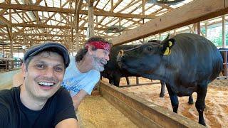 Japanese Wagyu Ranch Experience  How do they live?