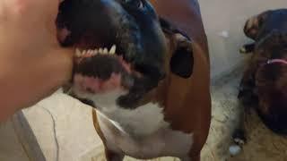The ferocity of play time Terrifying ferocious boxer dogs attack