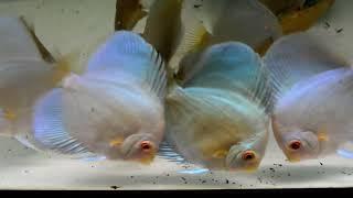 Discus Fish Eating Vita Complete Fish Food