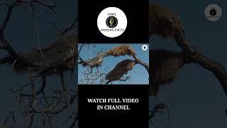 Sociable weaver bird nest  Unique Bird Nest  TAMIL AMAZING FACTS  #Youtubeshorts #Shorts  #tamil