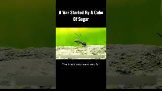 A War Started By A Cube Of Sugar