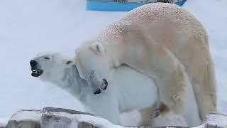 A mating of White Bears in Zoo