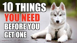 10 Things YOU NEED TO HAVE When You Get A Husky Puppy UPDATED GUIDE FOR BEGINNERS