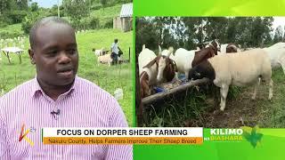 K24 TV LIVE FOCUS ON DORPER SHEEP FARMING. #kilimonabiashara