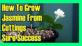 How To Grow Jasmine From Cuttings  Jasmine Propagation 100% Success