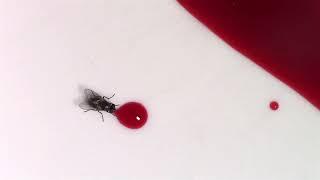 Fly Drinking Blood & Flying Away - free FX stock footage