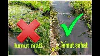 Cara mencari lumut buat mancing nila #lumutjitu