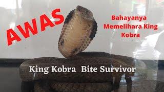 Risiko Gigitan King Kobra