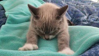 CAT COMPILATION - Cats Making Biscuits Cats Kneading with relaxing music - Part 1