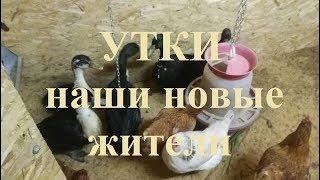 Утки наши новые жители