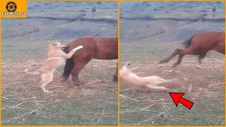 15 Deadly Horse Kicks Made The Dog Dizzy  Wild Animal