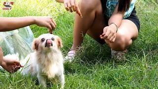 Cute Dogs Playing with Beautiful Girls At Home - Beautiful Girl Give Special Food for Puppies
