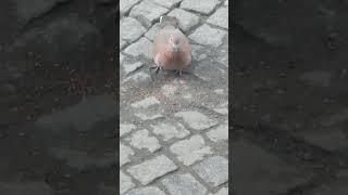 A turtledove trying to feed on the street. We fed it sesame seeds.