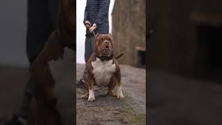 White and brown Pitbull are back in the world #attitude_whatsapp_status