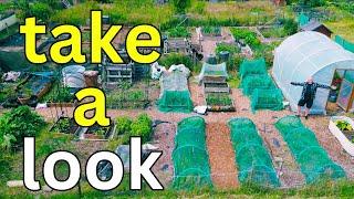 July Allotment Garden Tour  Summer Gardening Tips & Harvest Update