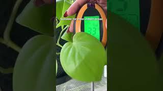 How to use a light meter to find the right level of light for your plants  #houseplants #light