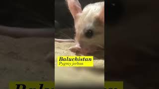 Tikus Mungil Berkaki Tiga Baluchistan Pygmy Jerboa Bisa Lompat 3 Meter #shorts #hewan