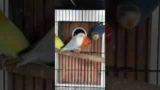 Violet Palefallow Opaline Chick 