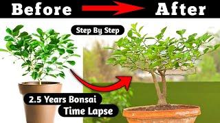 Lemon bonsai  Bonsai Time Lapse
